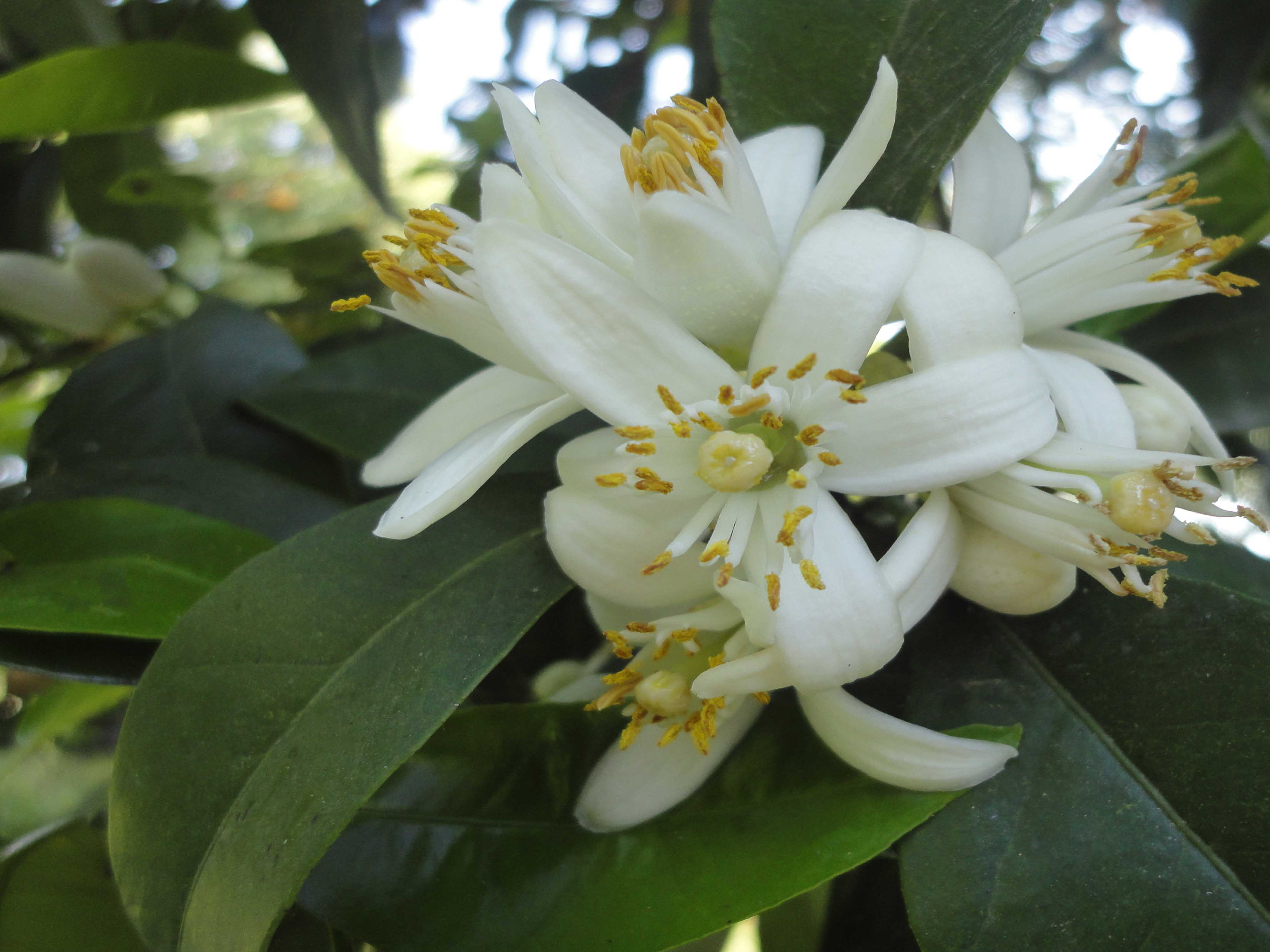 سوغات استان شیراز