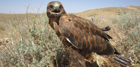 مناطق حفاظت شده استان کردستان 